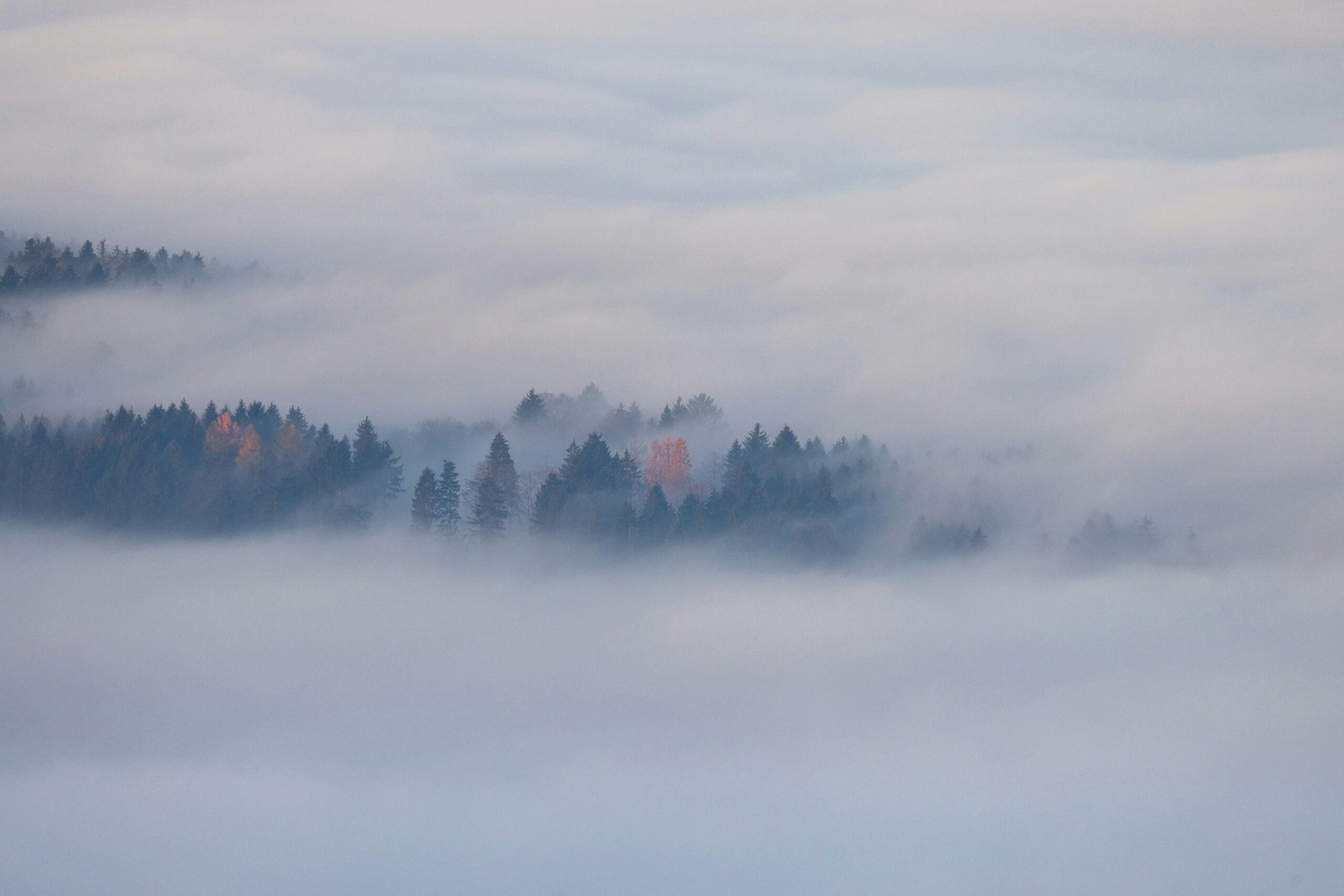 Quisque sit amet quam cursus, hendrerit elit eu, eleifend ex.