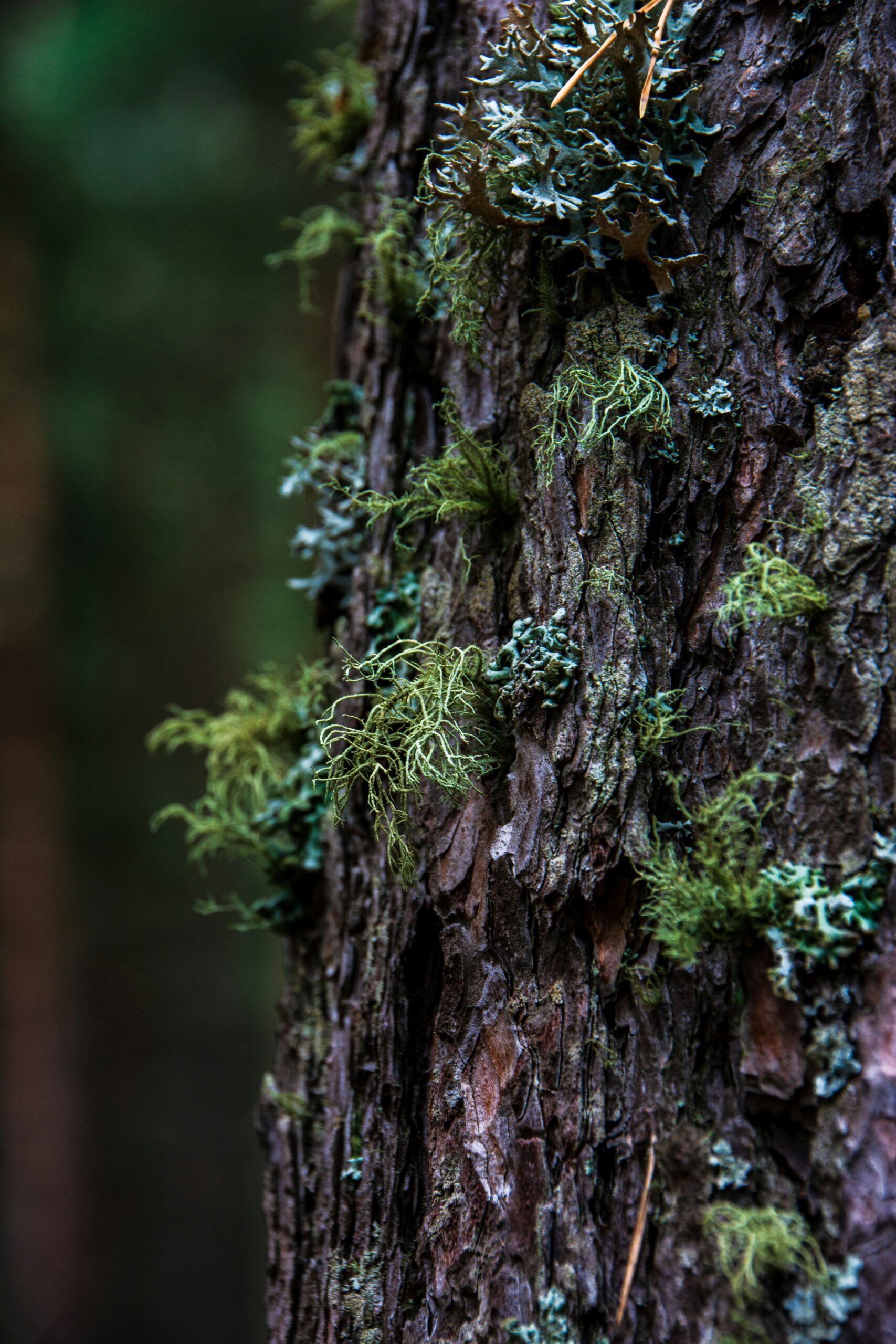 Etiam sodales nulla arcu, nec bibendum ante vestibulum in.